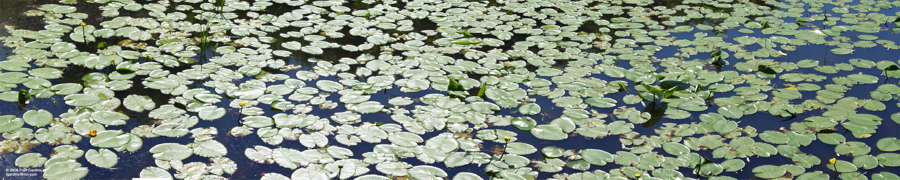 Mystic Pond Lily Pads