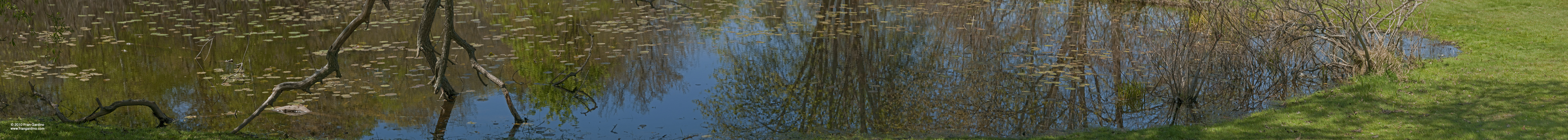 Mystic Pond Branches