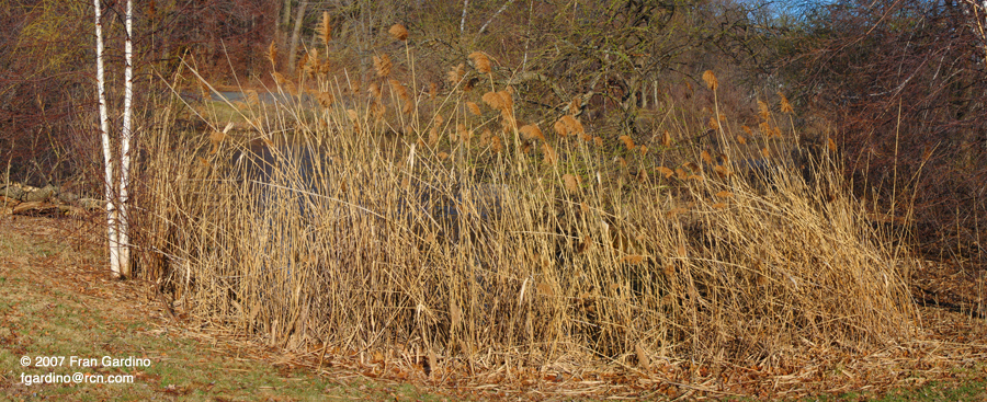 Mystic Lakes Reeds in Fall