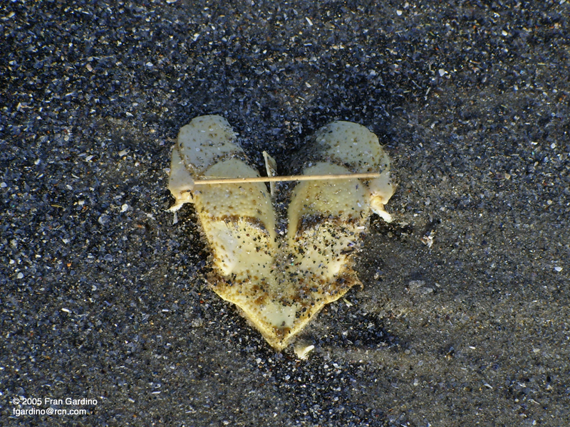 Crab Heart