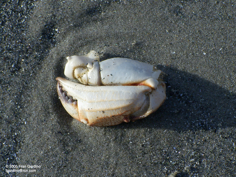 Crab Leg