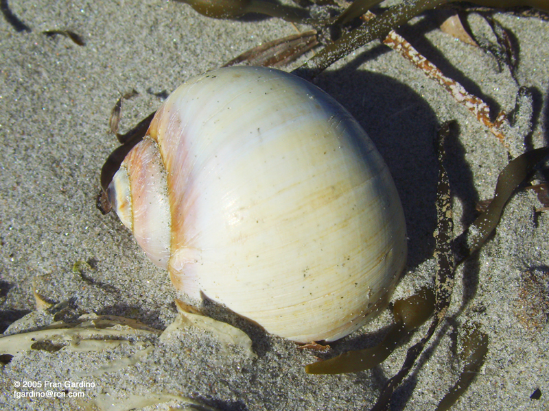 Beach Snail