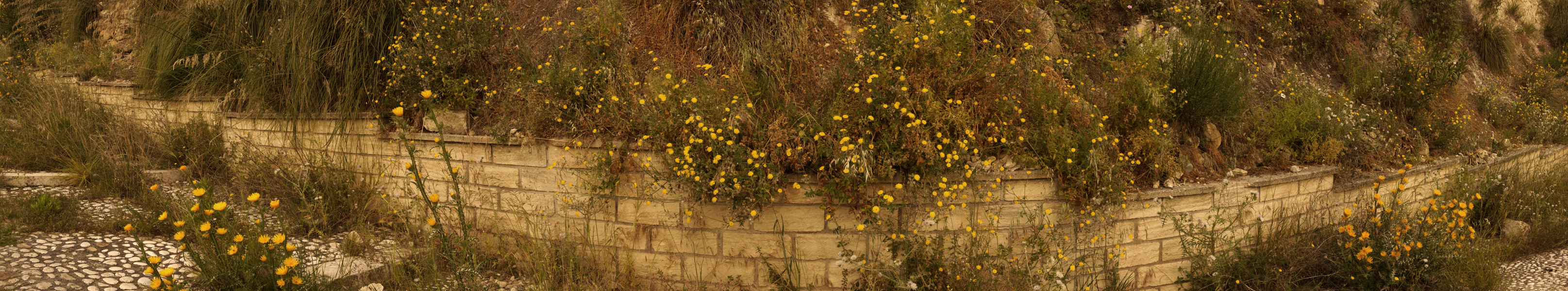 Sciacca Flowers