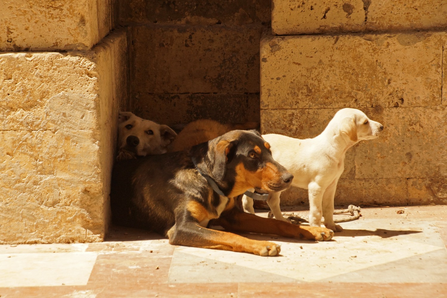 Siracusa Dogs