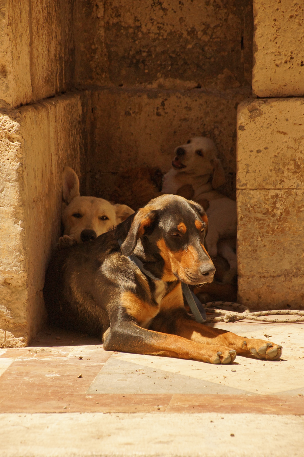 Siracusa Canem #1